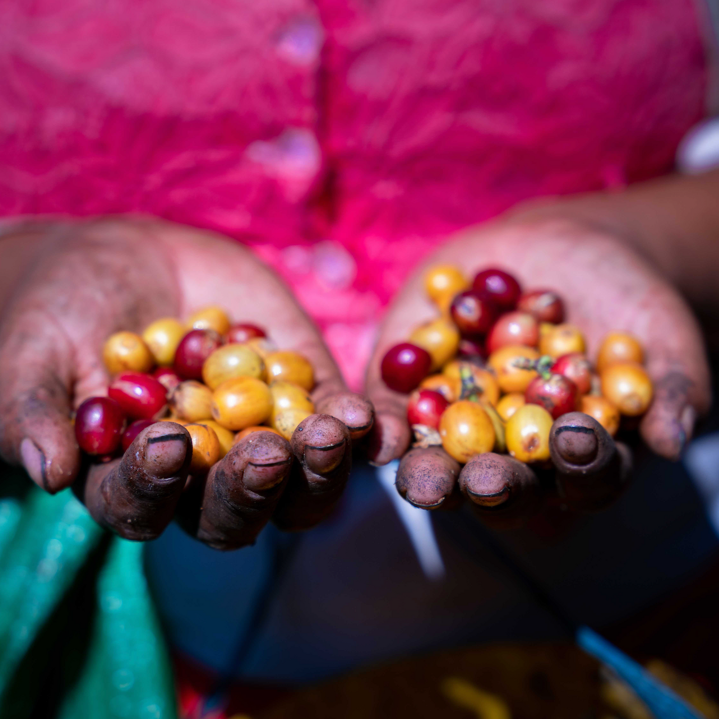 Release No. 4 | Los Rodriguez Family Geisha / Java Peaberry